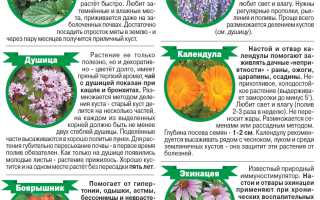 Лекарственные растения в Травнике — польза и применение