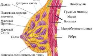 Нужно ли удалять липому молочной железы и что это такое