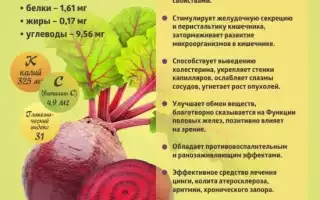 Свекла — польза и вред для здоровья