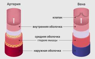 Строение стенки капилляров