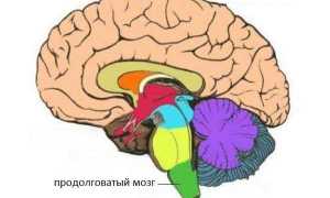 Анатомия и функции продолговатого мозга