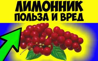 Лимонник китайский — польза и вред для здоровья