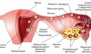 Все о фолликулярной кисте