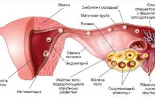 Все о фолликулярной кисте