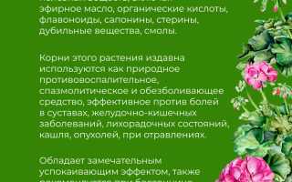 Марьин корень — польза и практическое применение