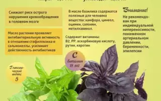 Базилик — польза и витамины для здоровья