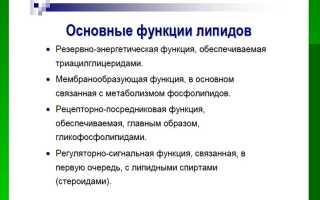 Функции липидов в клетке