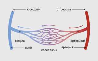 Упругие сосуды — выдерживают давление и сохраняют форму