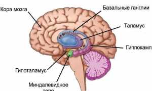 Анатомия и функции миндалевидного тела