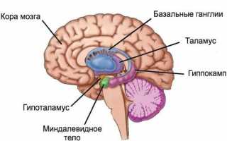 Анатомия и функции миндалевидного тела