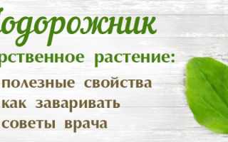 Лечебные свойства подорожника — польза для здоровья