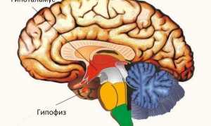Физиология гипоталамо-гипофизарной системы