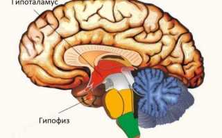 Физиология гипоталамо-гипофизарной системы