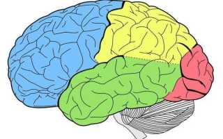 Строение и функции конечного мозга