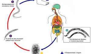 Что такое ancylostoma duodenale и как она влияет на наше здоровье