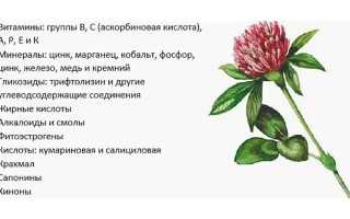 Польза клевера красного для здоровья человека