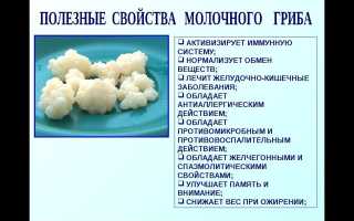 Тибетский молочный гриб — польза и свойства