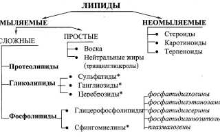 Липиды — важнейшие компоненты организма