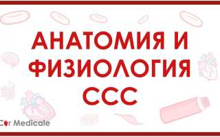 Сосуды и сфинктеры — ключевые элементы кровеносной системы