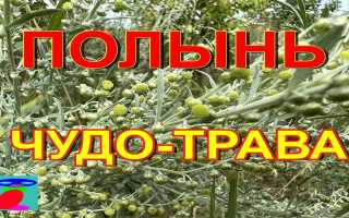 Польза полыни для здоровья и организма