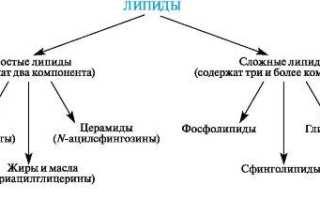 Липиды в медицине — от структуры к лечебным свойствам