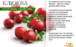 Клюква — польза для мужского здоровья