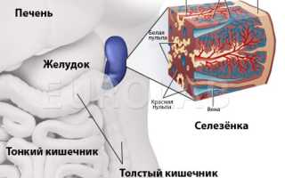 Симптомы и лечение кисты селезенки у ребенка