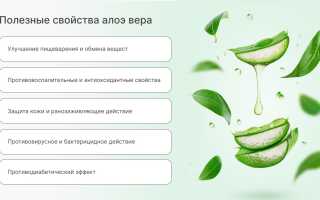 Алоэ Вера — Удивительные Свойства и Широкое Применение