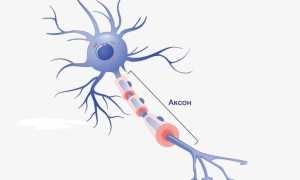 Строение и функции аксона