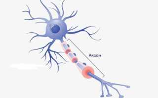Строение и функции аксона