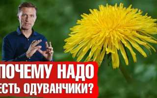 Одуванчик — целебные свойства и применение цветка