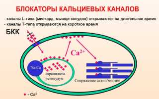 Механизм действия блокаторов кальциевых каналов