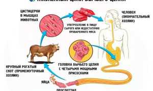Что вызывает бычий цепень: от заражения до профилактики