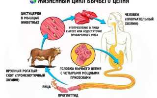 Что вызывает бычий цепень: от заражения до профилактики