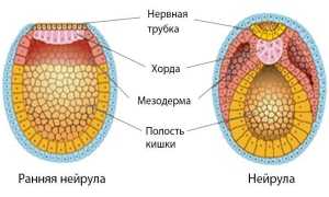 Что такое нейрула