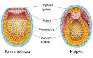 Что такое нейрула