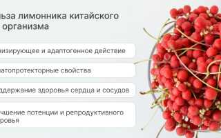 Польза ягод лимонника китайского для здоровья