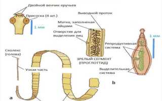 Эффективные методы лечения свиного цепня