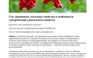 Лимонник дальневосточный — польза для здоровья