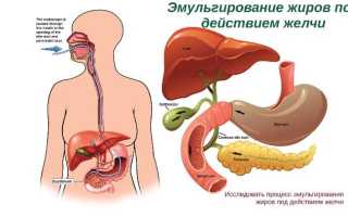 Места эмульгирования жиров в организме человека