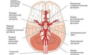 Особенности кровообращения головного мозга