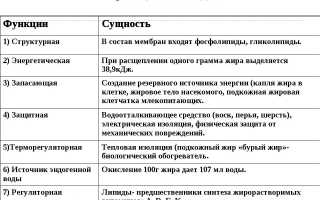 Биологическая роль липидов в организме