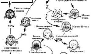 Что такое Cryptosporidium parvum и почему это важно знать?