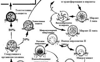 Что такое Cryptosporidium parvum и почему это важно знать?