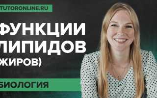 Жиры в клетке — ключевые функции и роль в жизнедеятельности