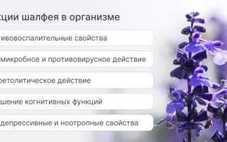 Полезные свойства шалфея для здоровья человека