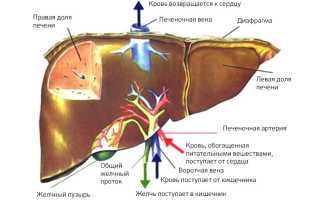 Киста в печени правой и левой доли
