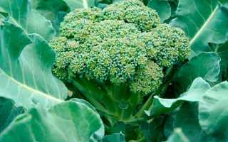 Капуста брокколи: полезные свойства и противопоказания овоща