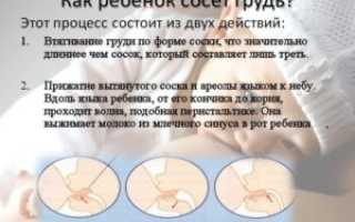 Сколько минут сосет грудь новорожденный