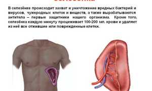 Причины развития кист селезенки у детей и взрослых
